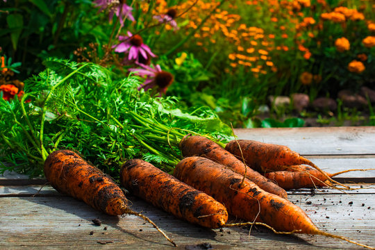 fresh organic carrots on wooden background