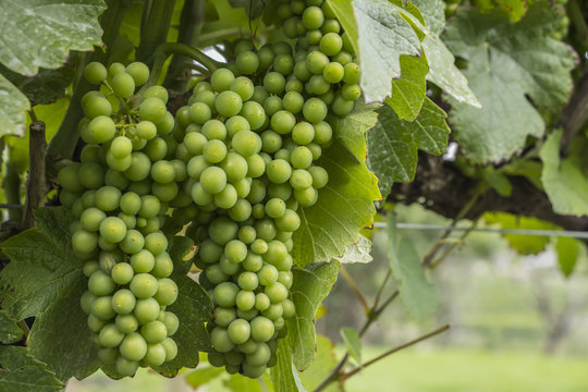 Harvest fresh organic grape on tree