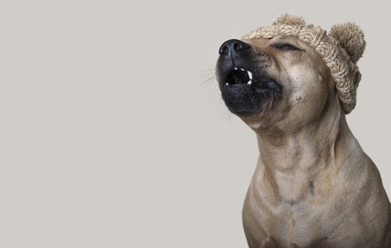 schattige pratende hond met gebreide muts, copy space