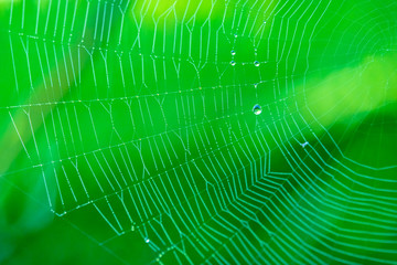 Crystal Balls on Spider Web with Green Background