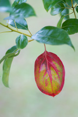 Wthering with Striking Color