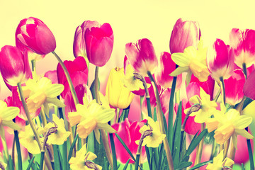 colorful spring flowers bright daffodils and tulips