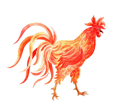 Fiery rooster - a symbol of new 2017 on the Chinese horoscope. Watercolor  painting.