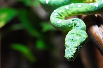 emerald tree boa