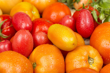 Close-up view of different fresh yellow and red tomatoes with waterdrops
