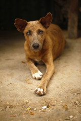 dog lying down on the sand