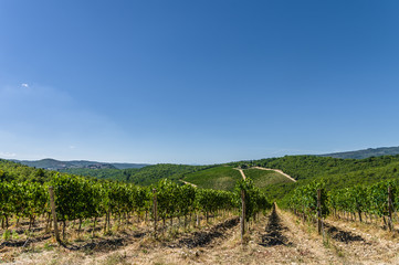 Fototapeta premium A vineyard in Tuscany, Italy
