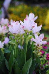 siam tulip with blur background