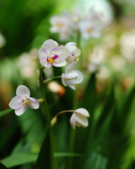 Beautiful little orchid with soft background