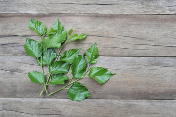 Green leaf of Mulberry placed on the wooden background.