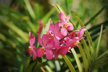Beautiful orchid flowers with soft focus and blur background