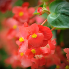 red begonia flowers