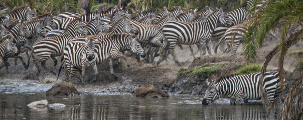 Fototapeta na wymiar Zebras at Watering Hole