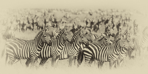 Fototapeta na wymiar Zebra Herd, Photo Manipulated