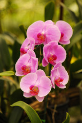 Fototapeta na wymiar Beautiful orchid flowers with soft focus and blur background
