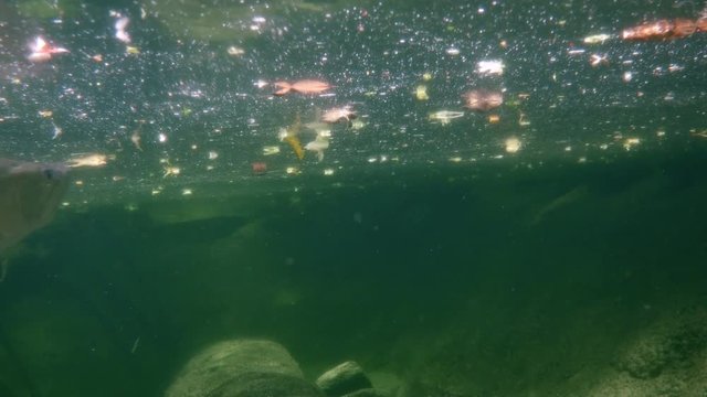 A freshwater rainforest type environment or habitat is home to an assortment of large fish
