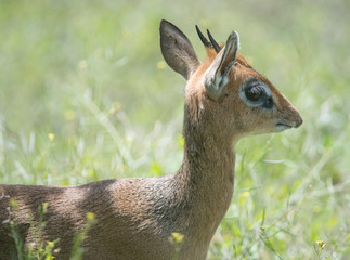 Dik Dik