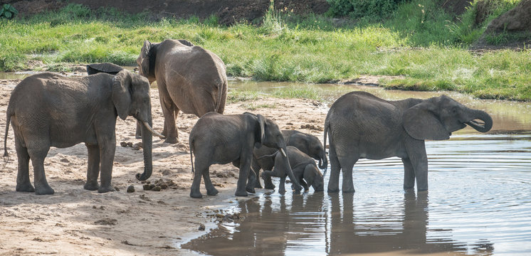 Elephants At Watering Hole