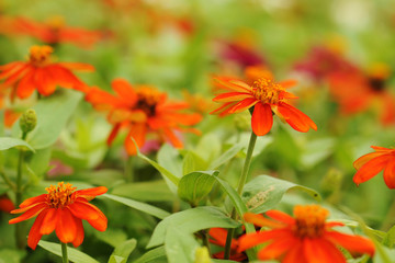 Closeup of beautiful flowers zinnias