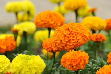 marigolds flowers