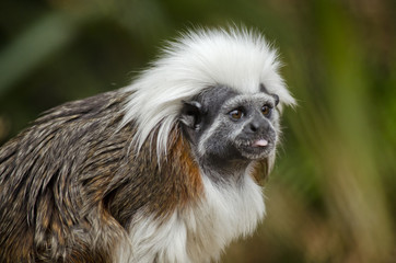 cotton top tamarin