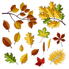 Obraz premium Autumn leaves collection vector illustration. Hand drawn autumn leaves in cartoon style. Design elements.