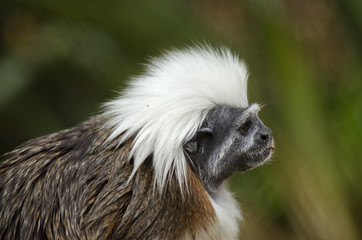 cotton top tamarin