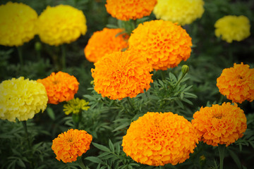 marigolds flowers