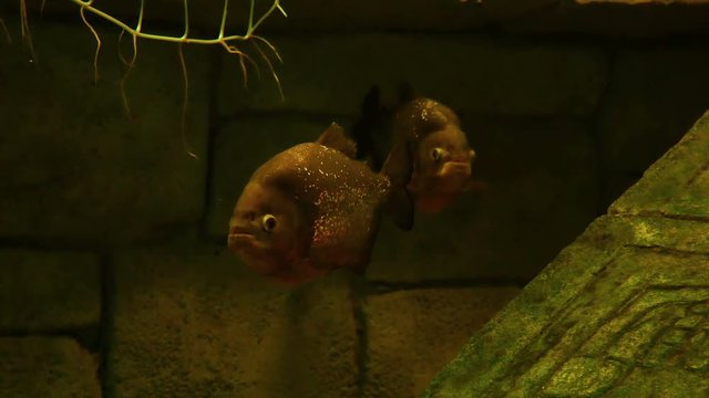 Piranha swimming around in a freshwater habitat.