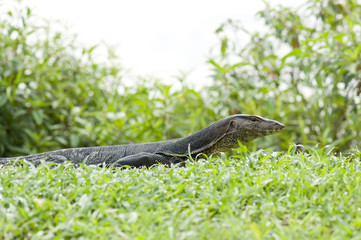 Malayan Water Monitor Lizard (Varanus salvator)