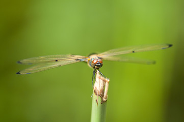 Yellow Dragonfly