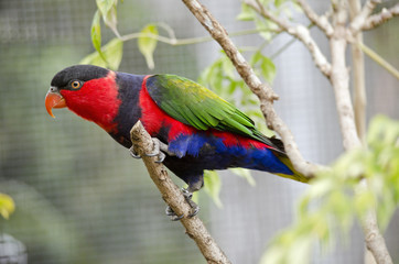 black capped lory