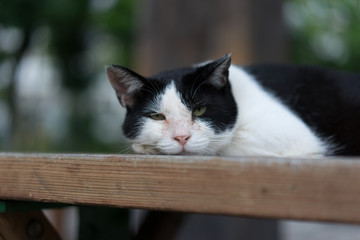 Obraz premium Life of a stray cat in Tokyo