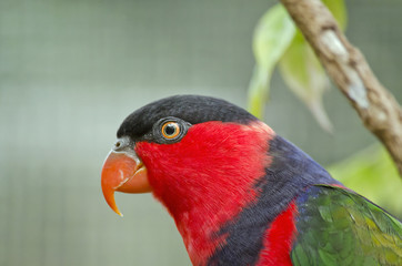 black capped lory