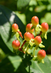   st. john's wort berries