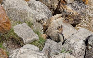 Squirrel was standing and eating on the rocks close to lake in t