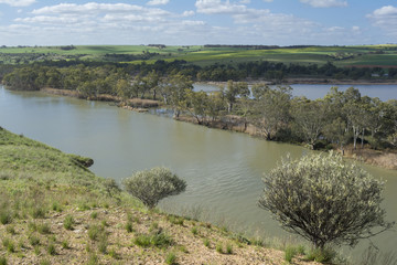 Fototapeta na wymiar Young Husband, Murray River, South Australia
