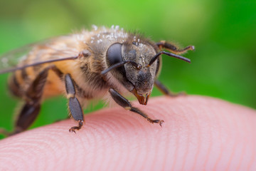 bees on the finger, closeup of photo