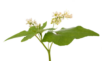 Buckwheat flowers