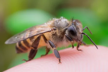 Fotobehang bees on the finger, closeup of photo © bankerfotos