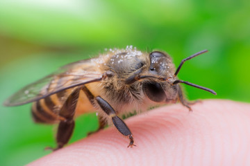 bee on the finger, closeup of photo