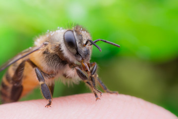 bees on the finger, closeup of photo