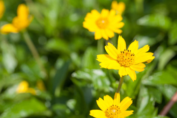 Close-up of Singapore dailsy, Beautiful yellow flowers.