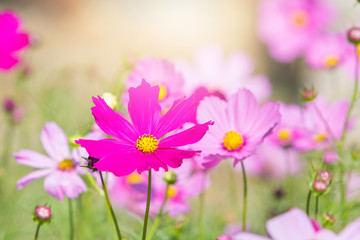 Beautiful Cosmos flowers in summer season