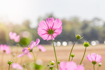 Fototapeta premium Beautiful Cosmos flowers in summer season