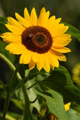 Obraz premium Beautiful red ornamental sunflower - Helianthus 