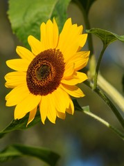 Fototapeta premium Beautiful red ornamental sunflower - Helianthus 