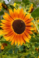 Obraz premium Beautiful red ornamental sunflower - Helianthus 