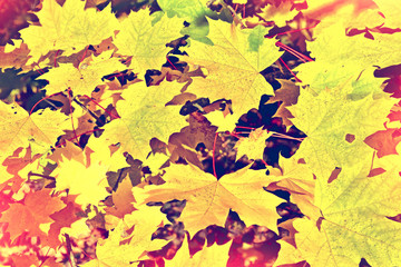 Naklejka na ściany i meble Autumn landscape. Beautiful leaves. Colorful trees