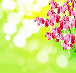 pink bleeding heart flower